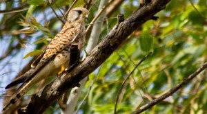 Common Kestrel - சிவப்பு வல்லூறு